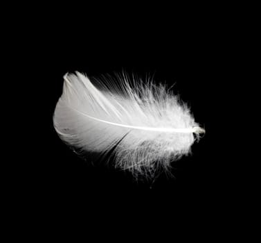 White feather isolated on white background 