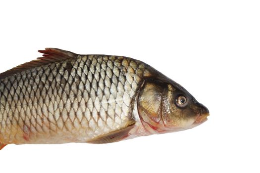 Carp isolated on white background 