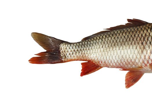 Fish tail,carp 