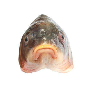 head of big carp 