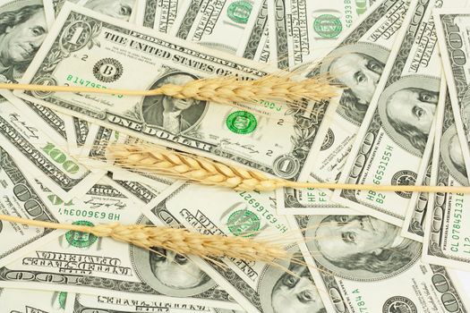 wheat background on dollar