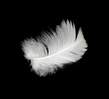 feather on the black background 