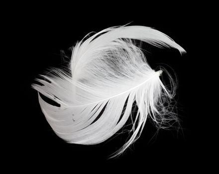 White feather isolated on white background 