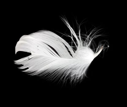 White feather isolated on white background 