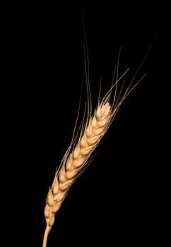 wheat isolated on black background 