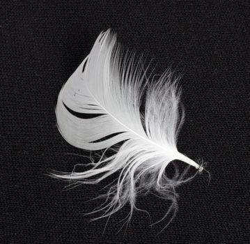 White feather