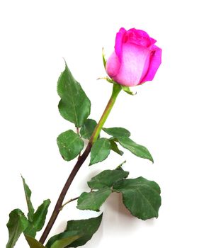 Pink fresh rose isolated on a white background