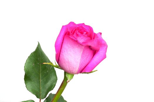 Pink fresh rose isolated on a white background