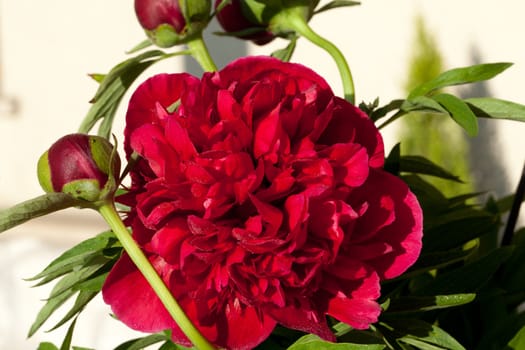 bud of peony flower
