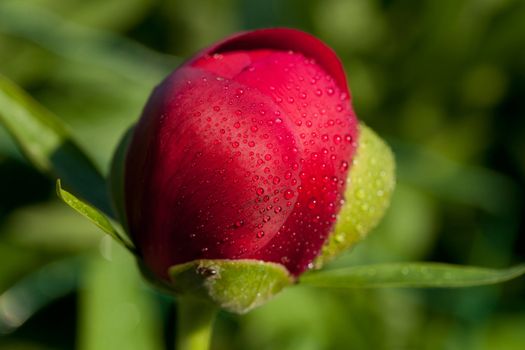 bud of peony flower after rain