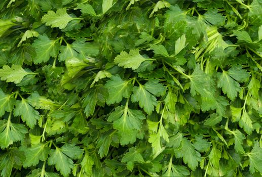 Bunch of Fresh green parsley .  background 

