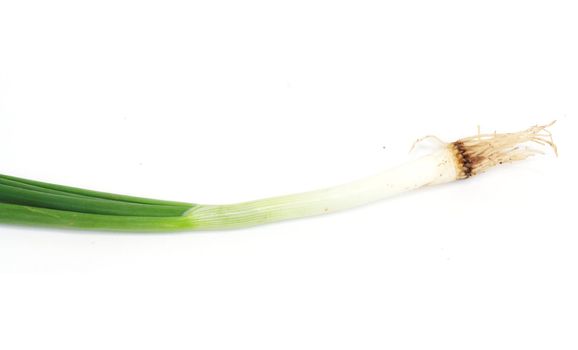Fresh green onion 