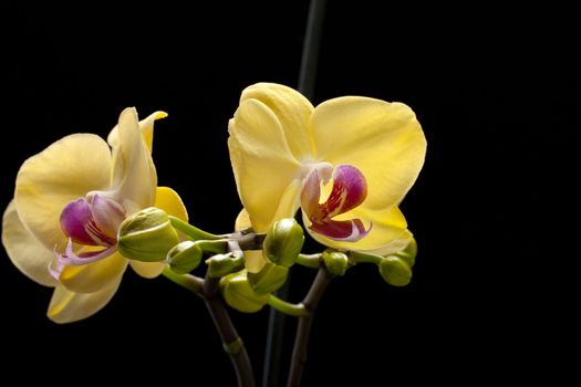 Yellow orchid isolated on black  background