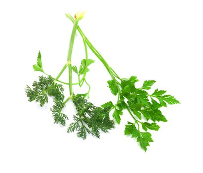 dill parsley to spices bunch isolated on white background 