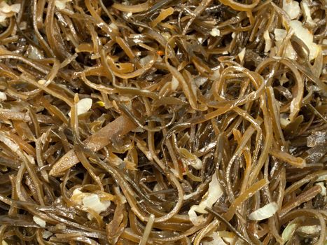 Heap of healthy laminaria close-up. 
