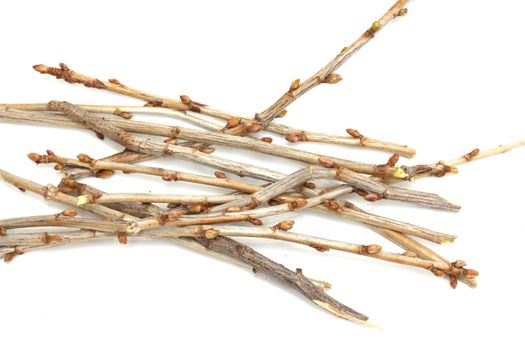 branches currant buds on a white background