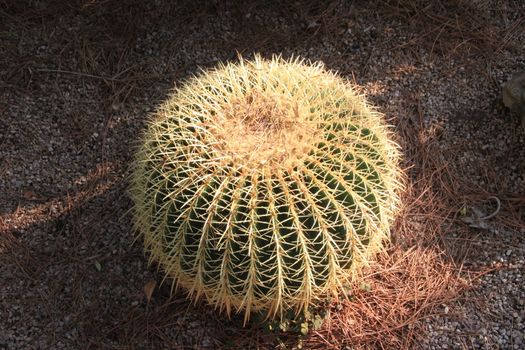 The Golden ball cactus( Echinocactus grusonii)