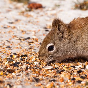 Cheeky American Red Squirrel  Tamiasciurus hudsonicus  stealing bird food sunflower seeds