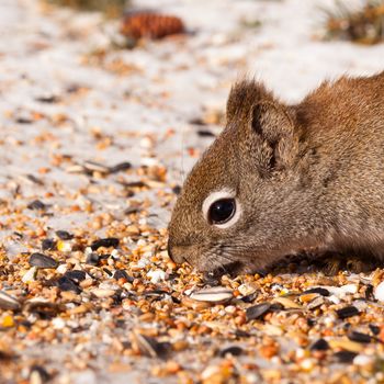 Cheeky American Red Squirrel Tamiasciurus hudsonicus stealing bird food sunflower seeds