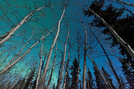 Green swirls of Northern Lights or Aurora borealis or polar lights in moon-lit night sky over spruce and aspen trees of taiga boreal forest