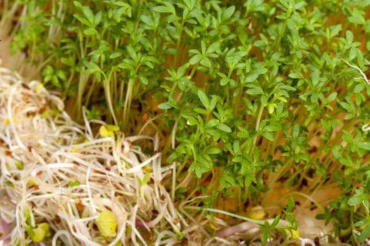Fresh alfalfa sprouts and cress on white background 