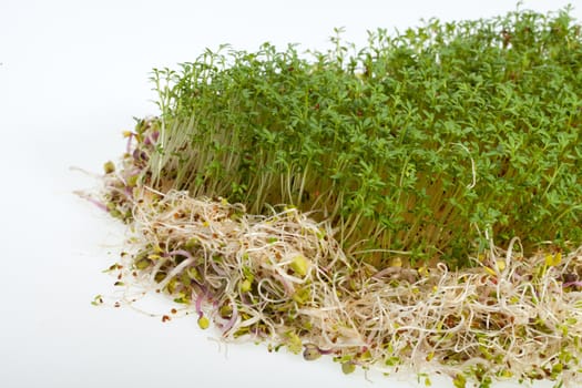 Fresh alfalfa sprouts and cress on white background 