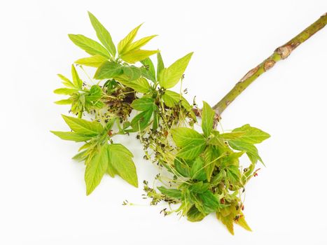 young leaves of maple on a white background