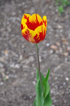 Tulip Flowers