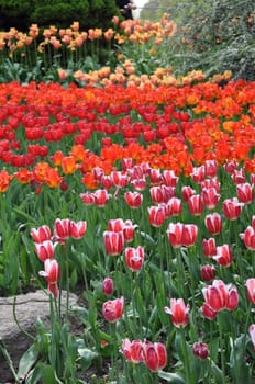 Tulip Flowers