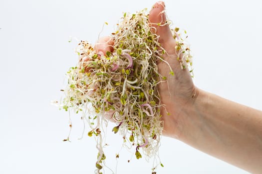 Fresh alfalfa sprouts isolated on white background 
