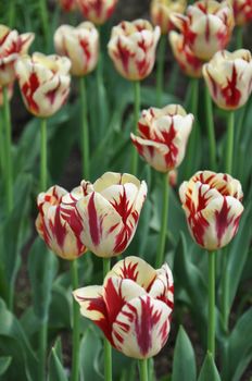 Tulip Flowers