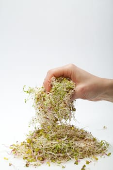Fresh alfalfa sprouts isolated on white background 