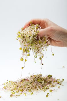 Fresh alfalfa sprouts isolated on white background 
