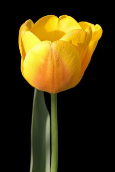yellow tulip isolated on black