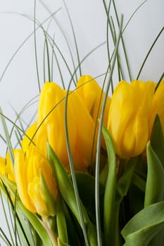 Yellow tulips isolated on white background 