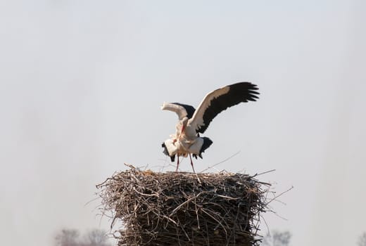 Stork