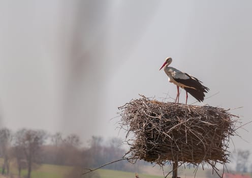 Stork