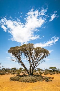 An image of a nice bush tree in south Australia