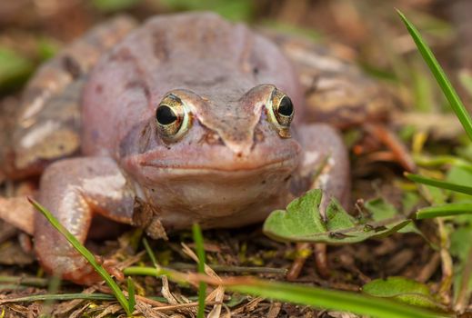 Moor frog