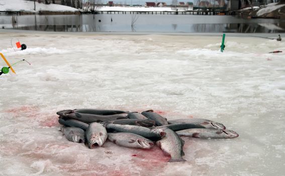 Catch of an rainbow trout on lake ice.