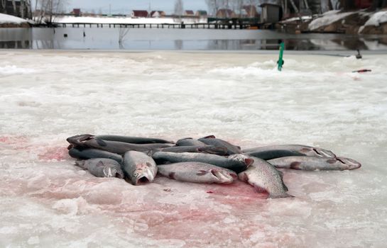 Catch of an rainbow trout on lake ice.