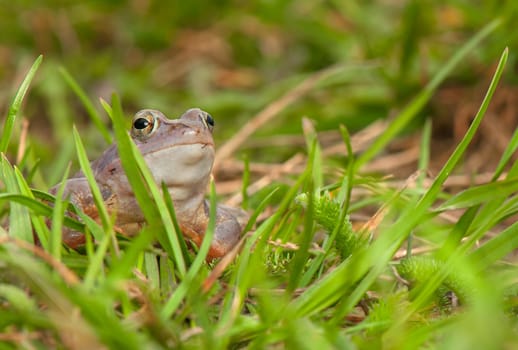 Moor frog