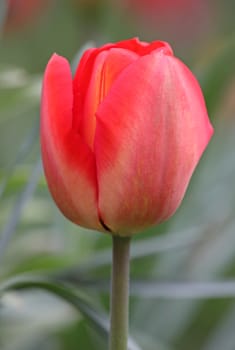 close up of red tulip