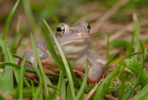 Moor frog