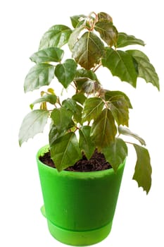 houseplant a cissus rhombifolia in a green pot, is isolated