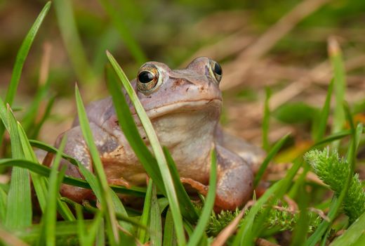 Moor frog