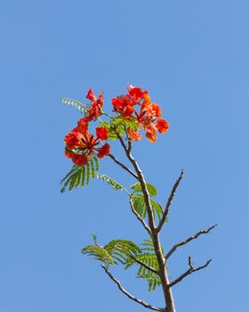 Flame tree or Royal Poinciana blossom on blue sky