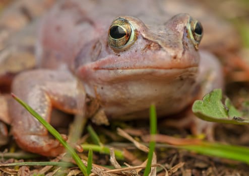 Moor frog