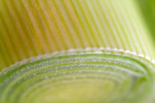 Closeup of a chopped leek on a wooden board in a kitchen