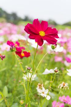 Field of red cosmos flowers  in Thailand
